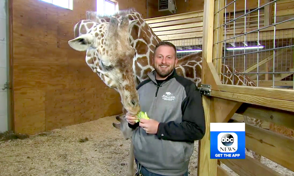 April the Giraffe pregnant again