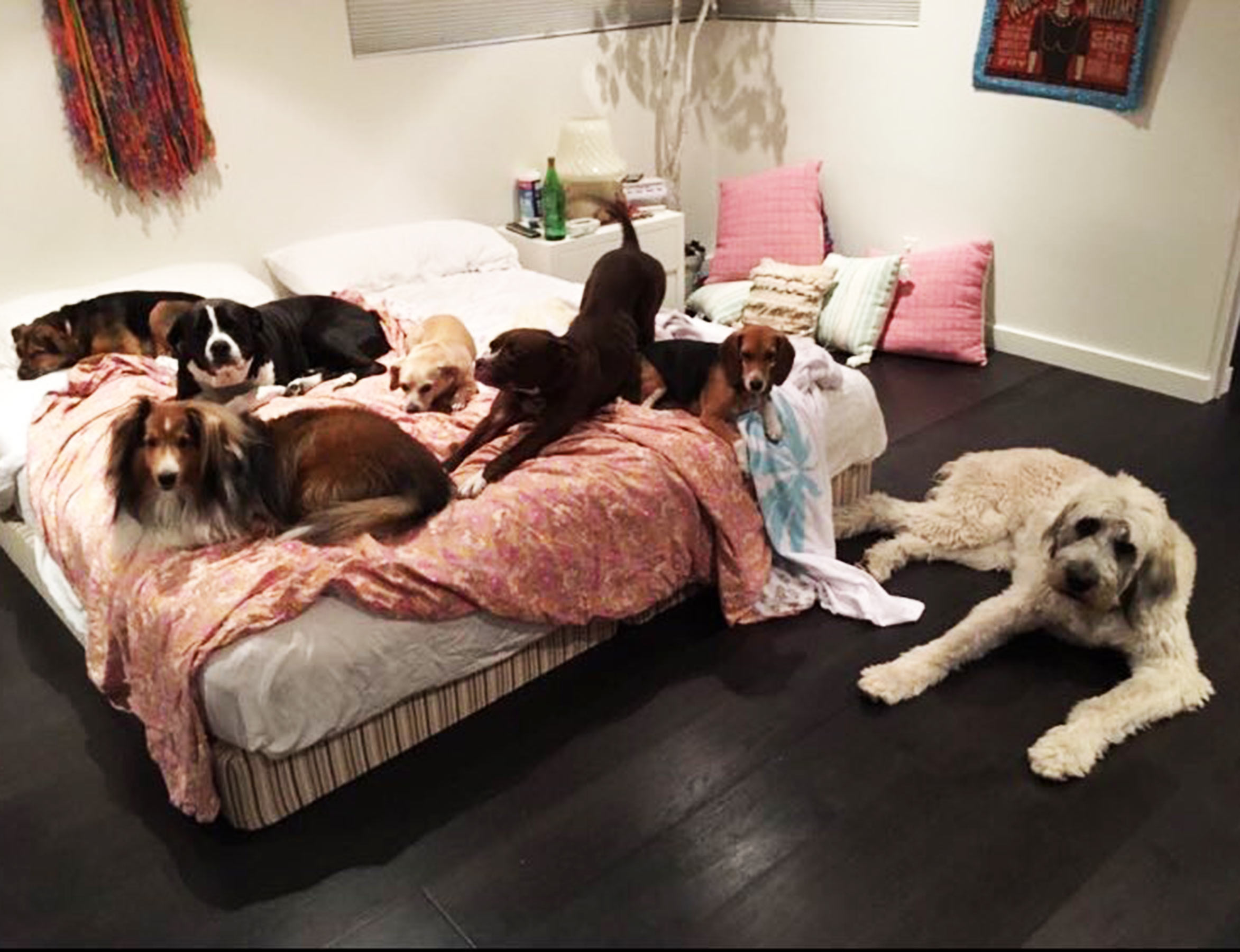 Miley Cyrus dogs