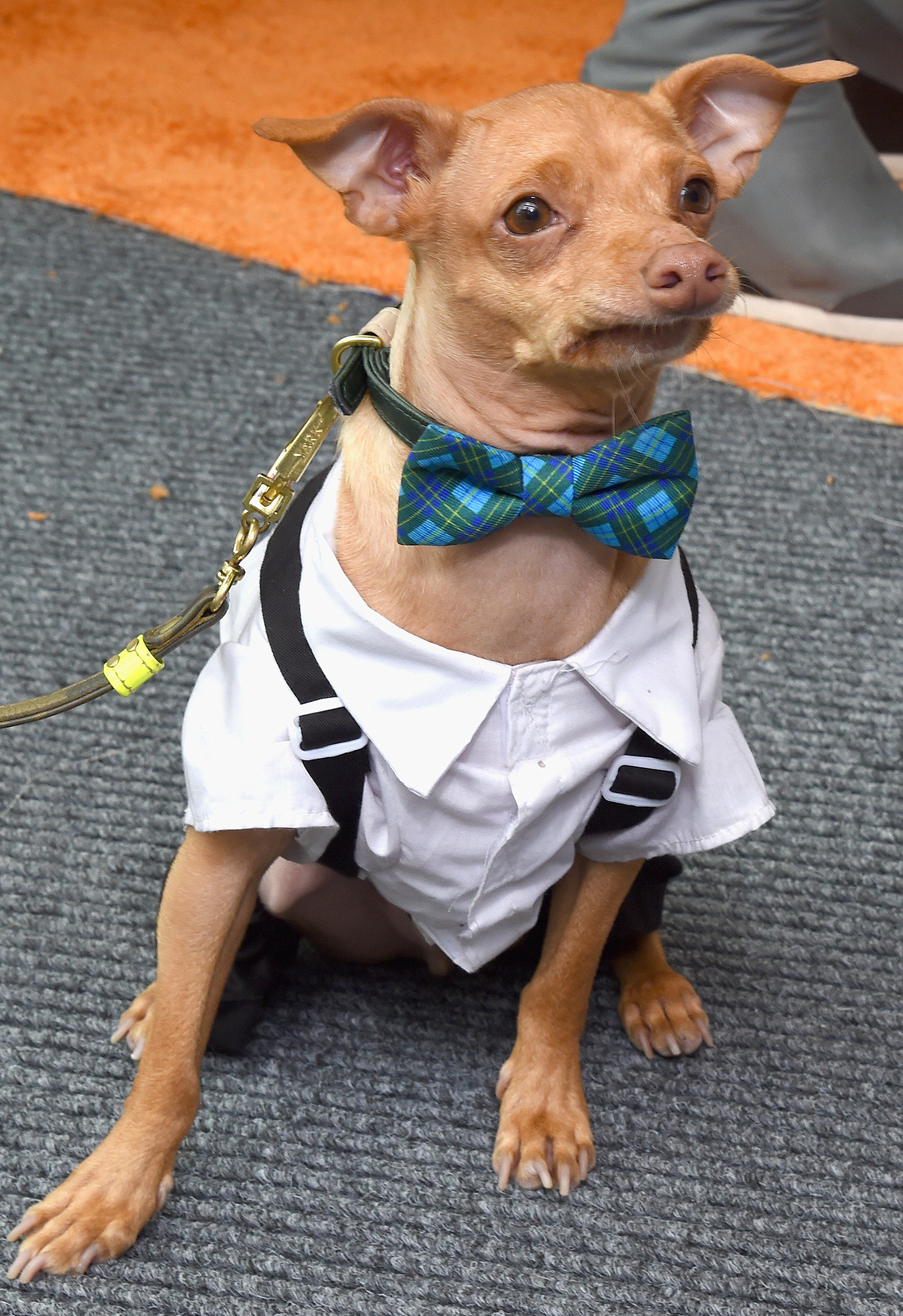 Tuna the Dog, Instagram