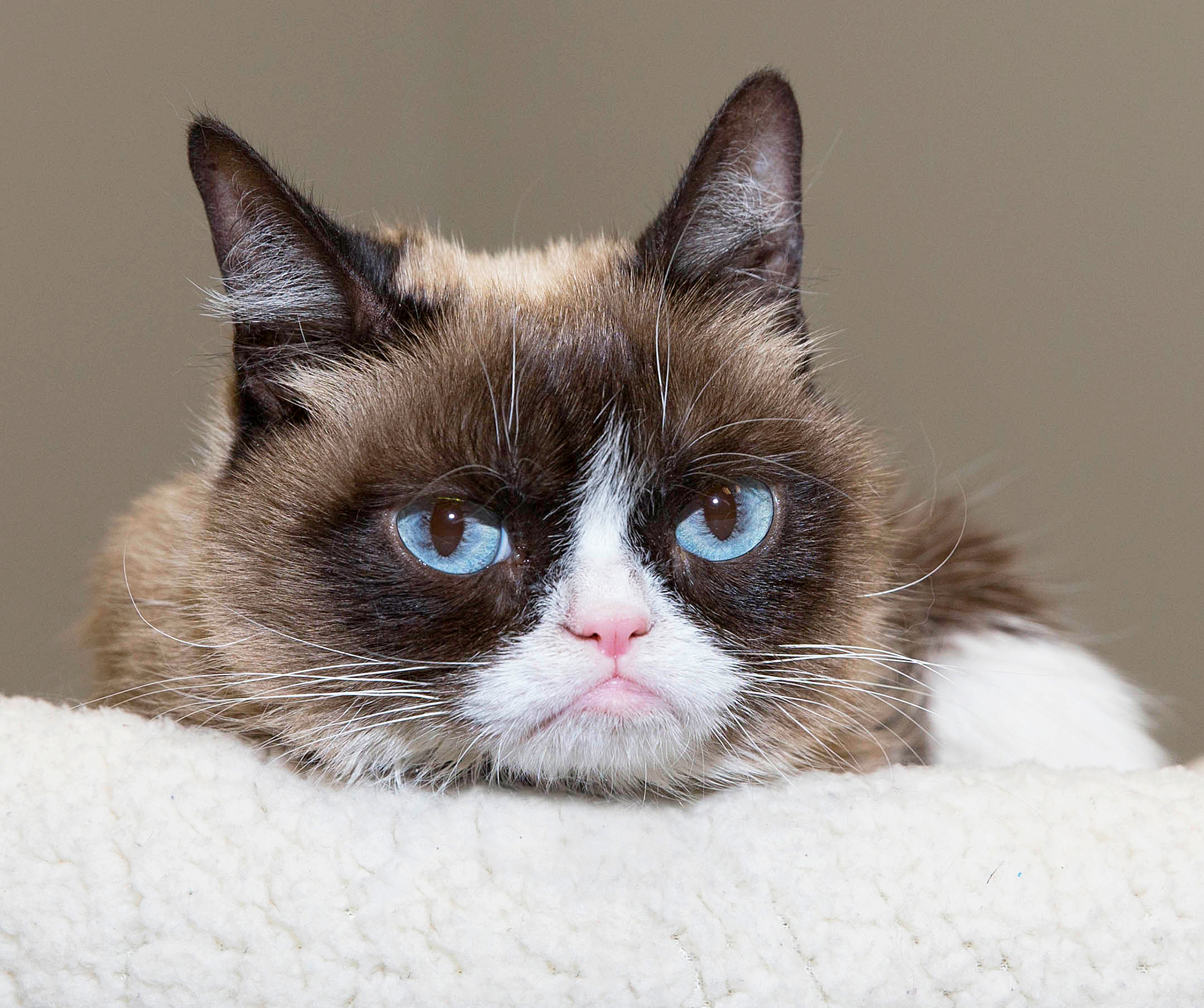 Grumpy Cat attends SXSW 2016 in Austin, Texas.