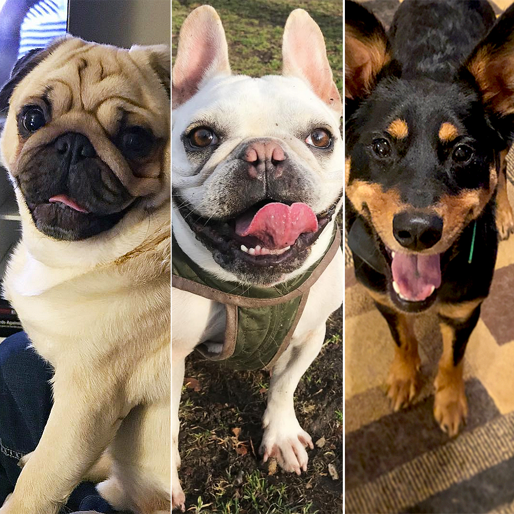Pet-Olympics