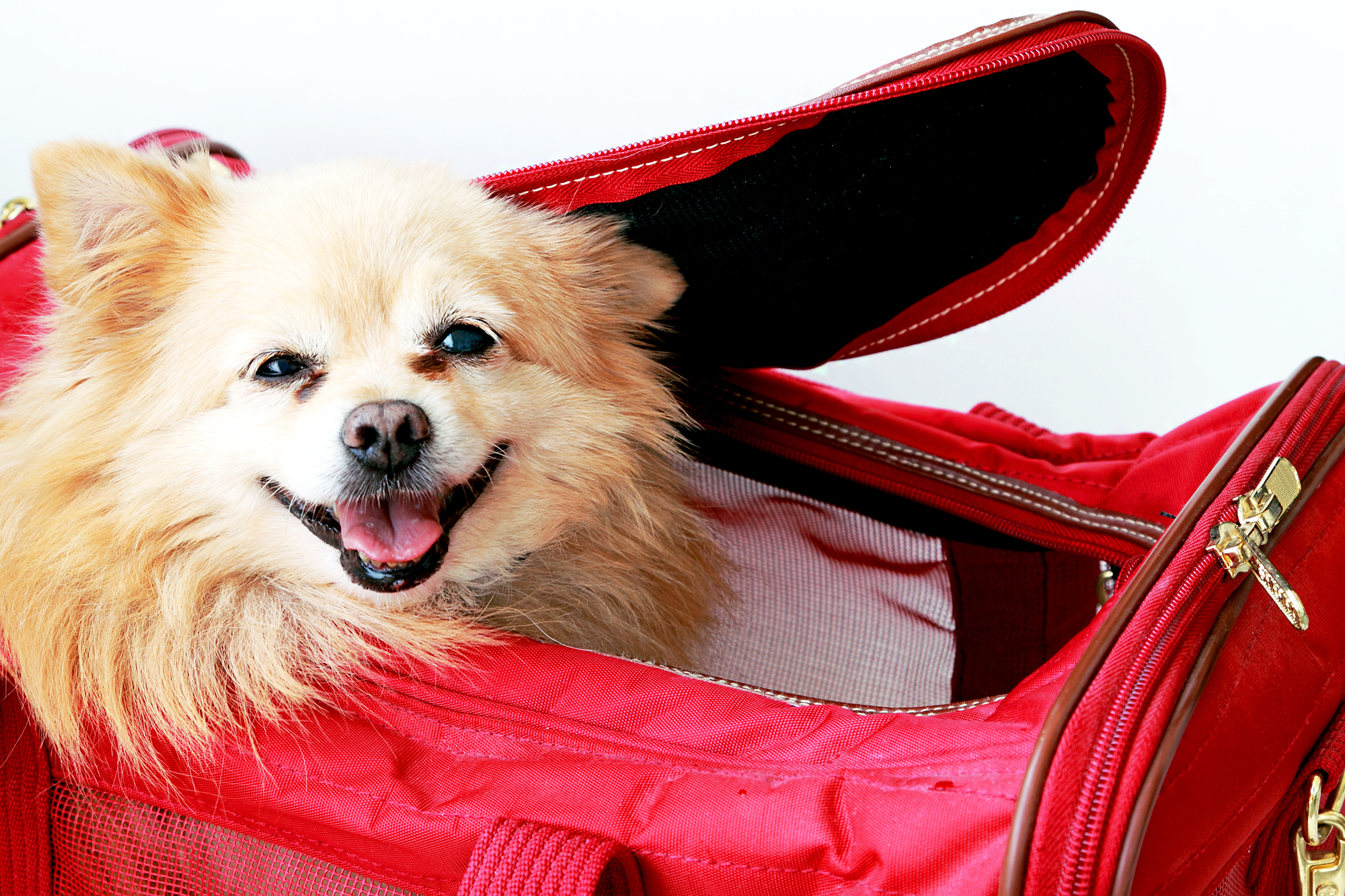 Travel With Dog