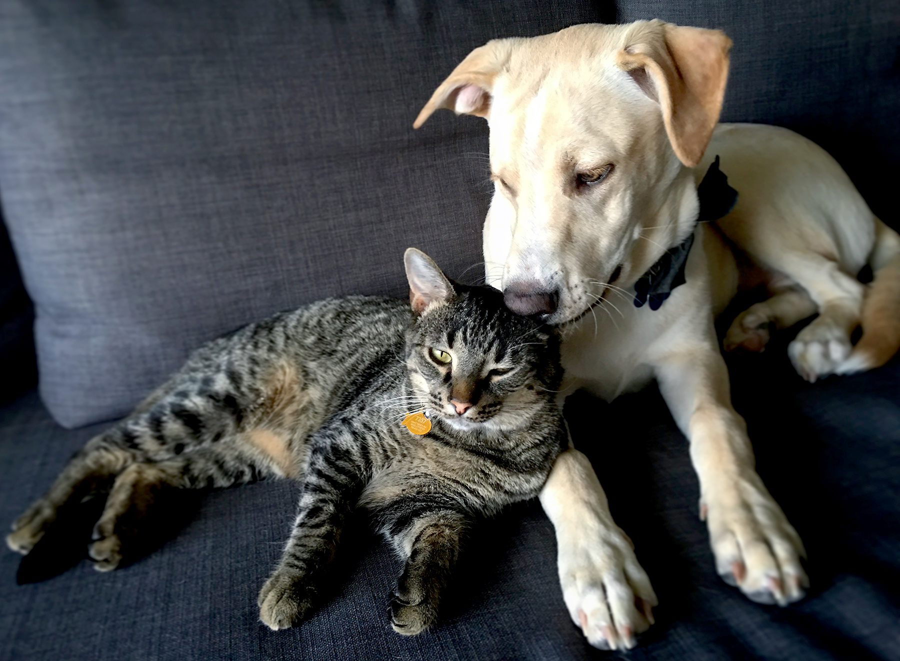 cat-dog-id-your-pet