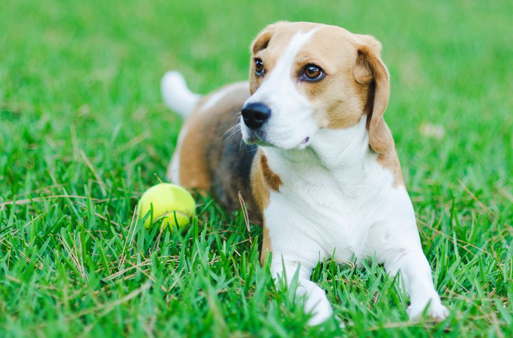 dog-at-park