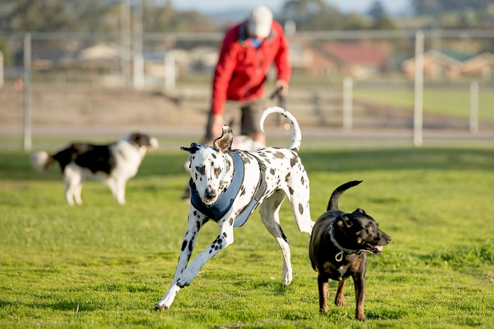 dog-at-park