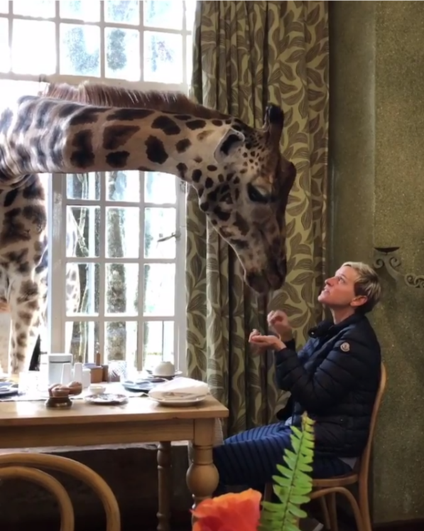 Ellen DeGeneres feeds a giraffe at Giraffe Manor in Kenya.