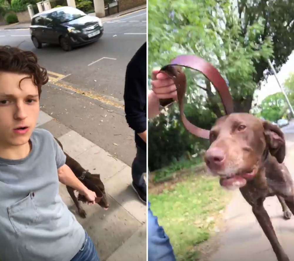 Tom-Holland-stray-dog