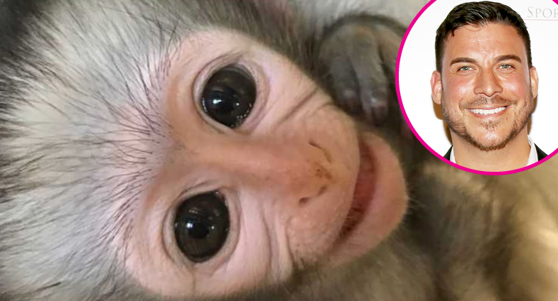 Jax-Taylor-monkey