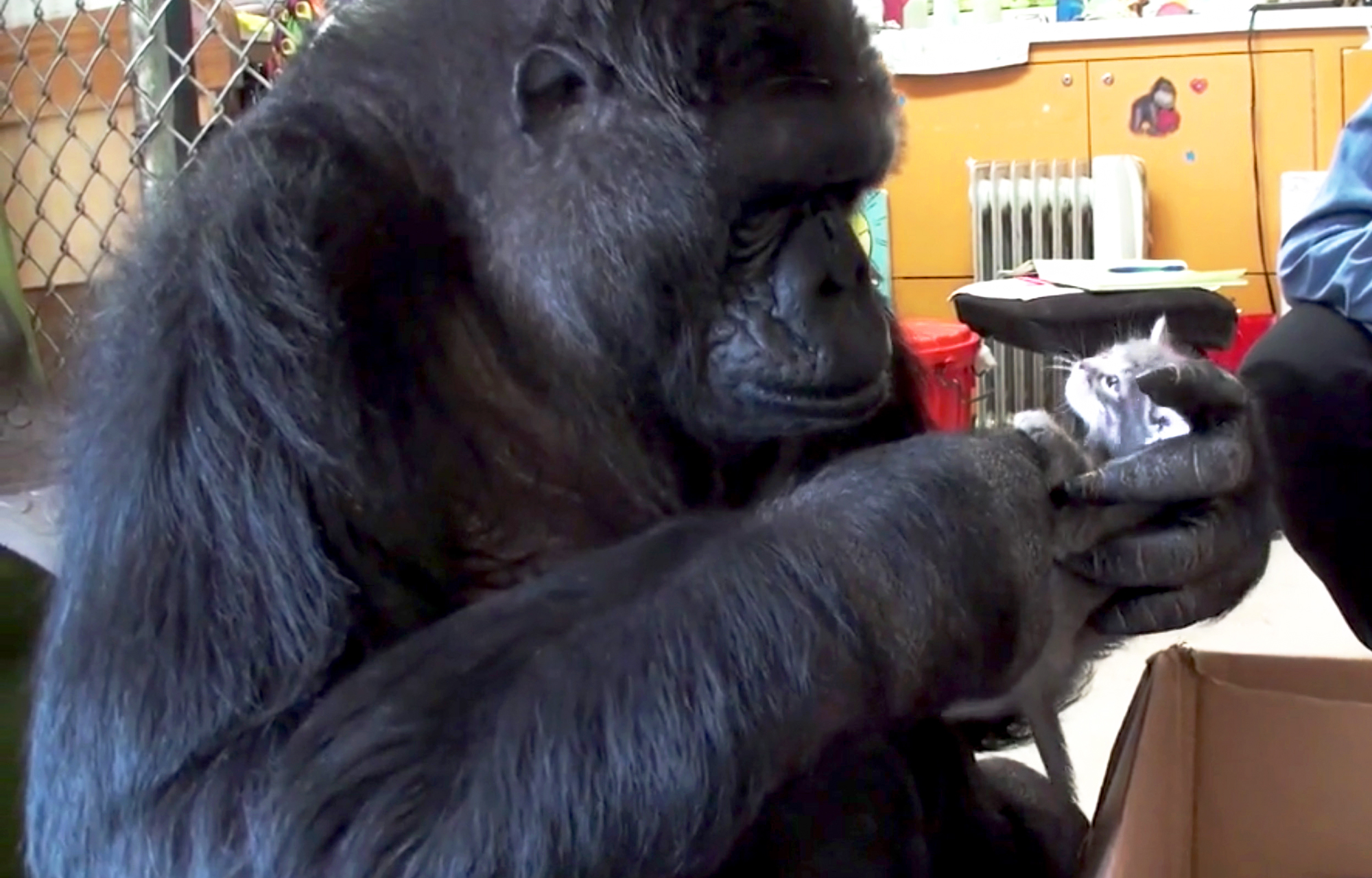 Koko the Gorilla