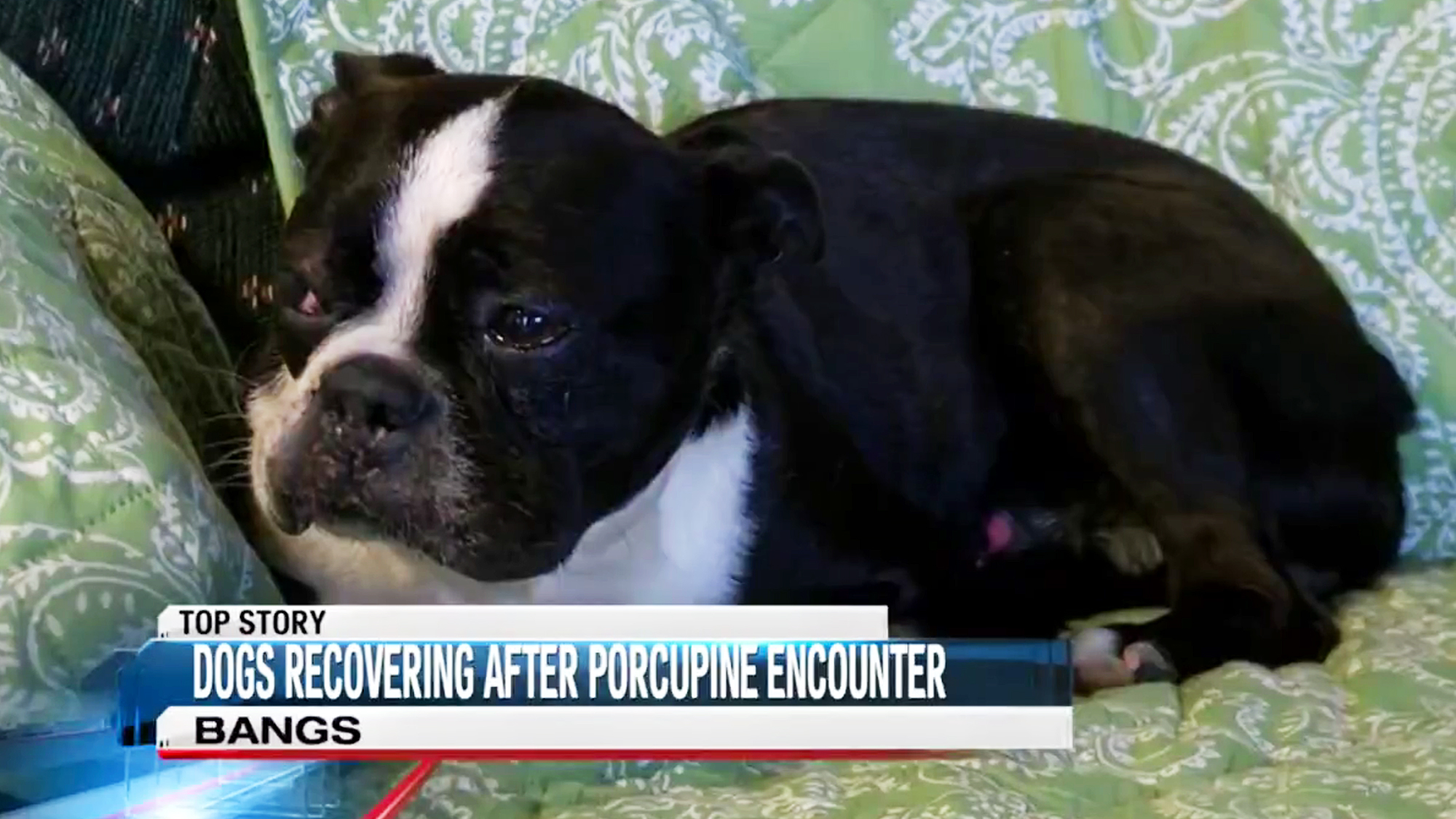 dog porcupine encounter