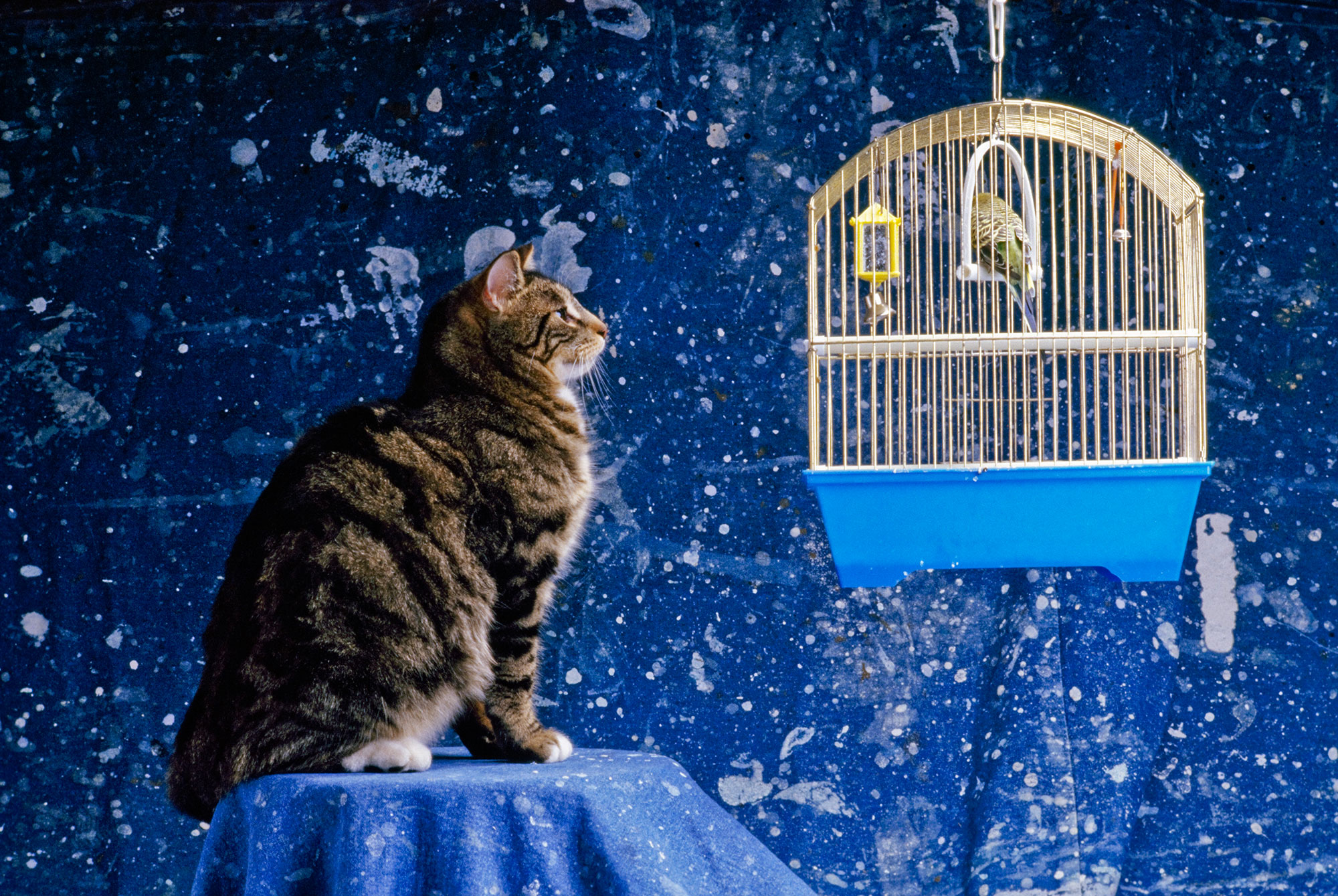 Parakeet Cat