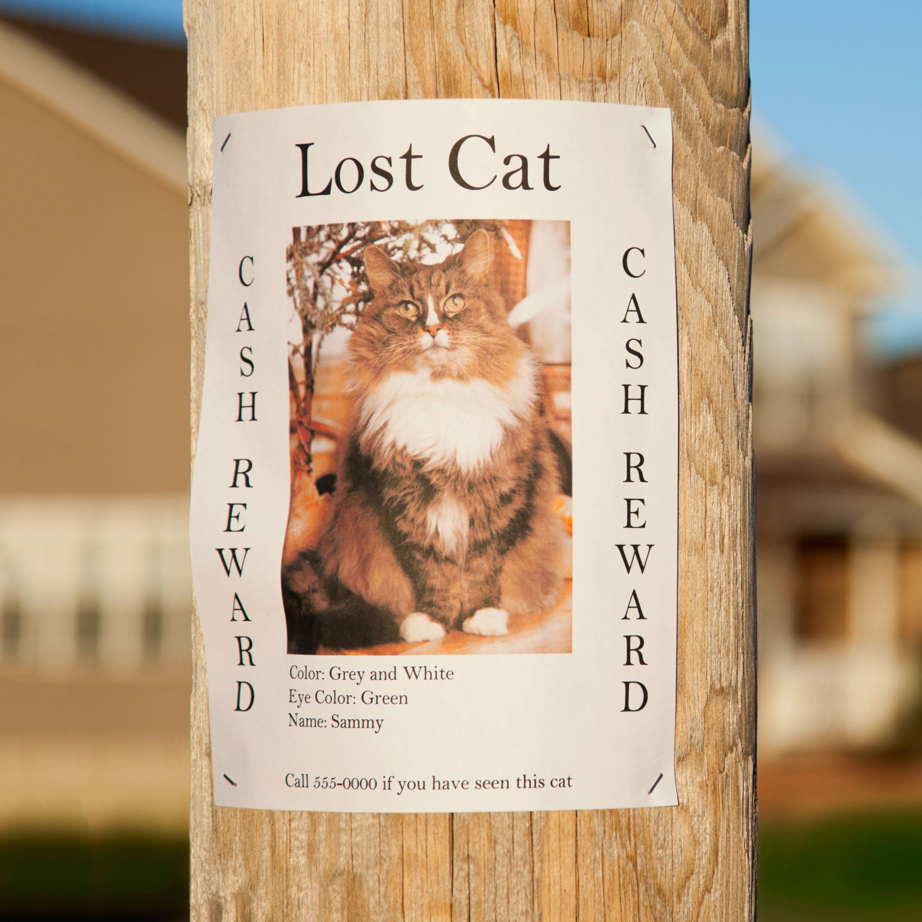 lot pet flyer poster cat