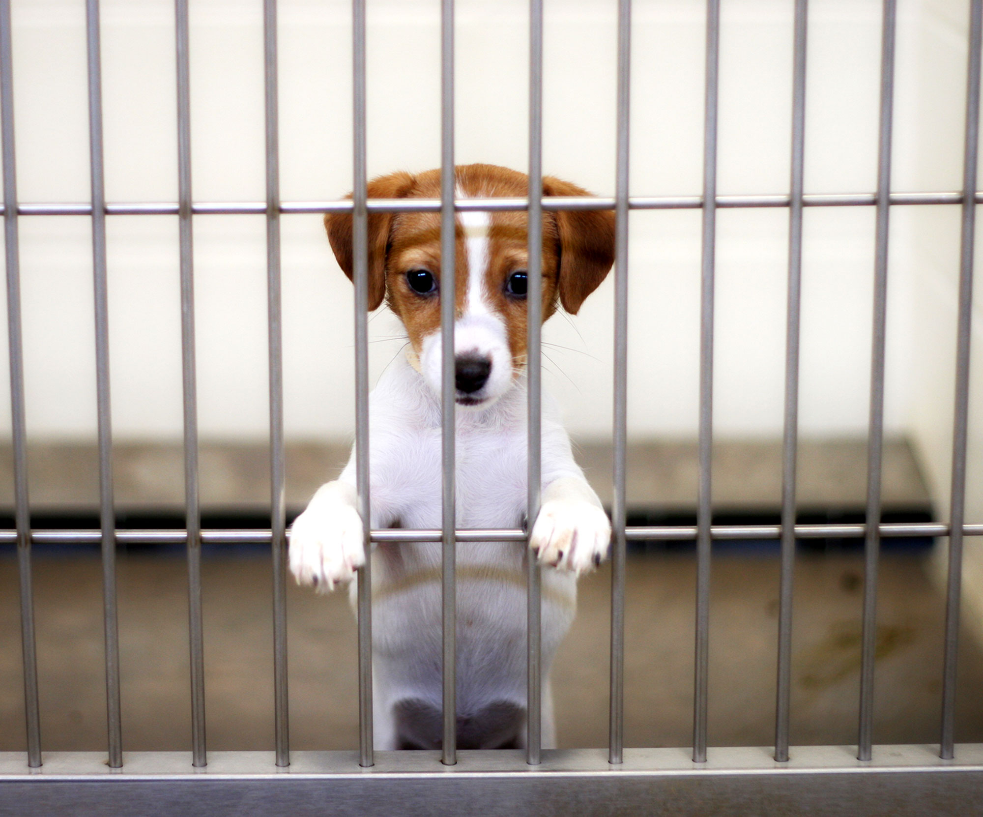 Clear the Shelters Wants to Help All Animals in Need Find Homes