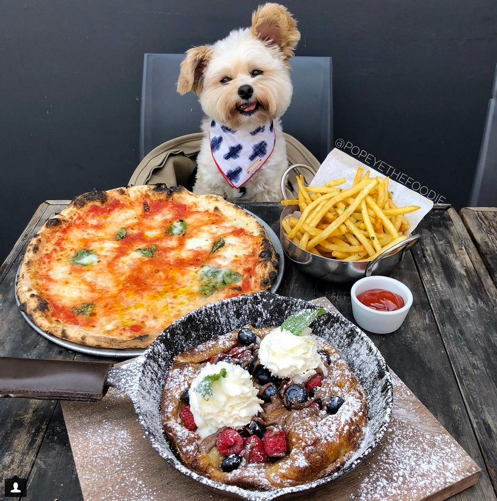 Popeye the Foodie Dog