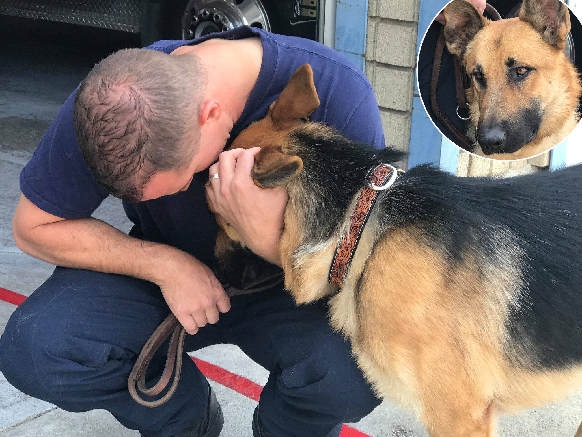 Mendo rescue dog