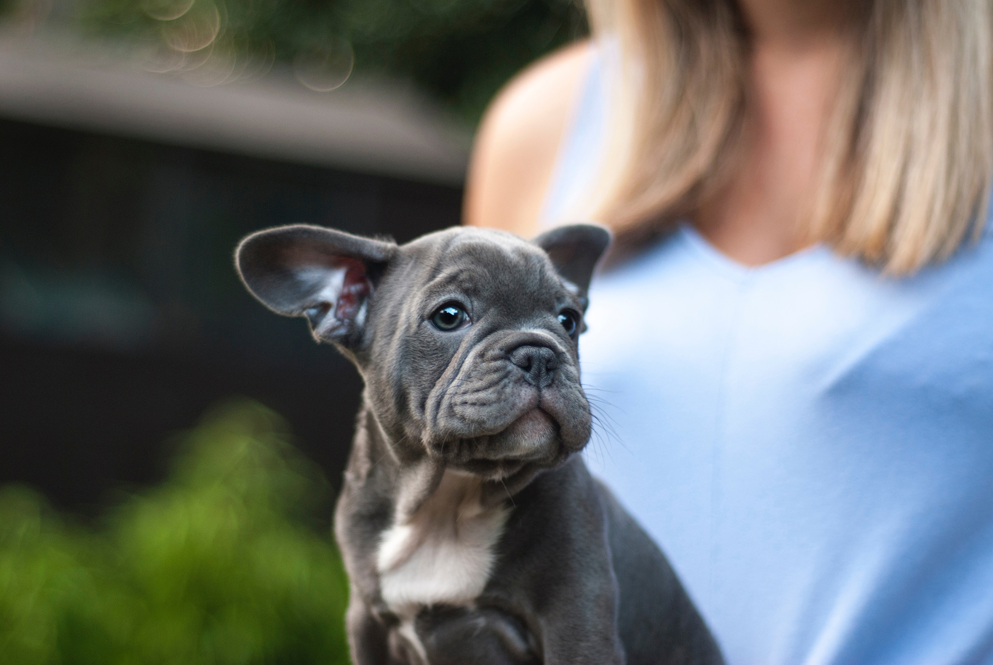 French Bulldog Pop-Up Café in London Serves Dogs Puguccinos and Pupcakes