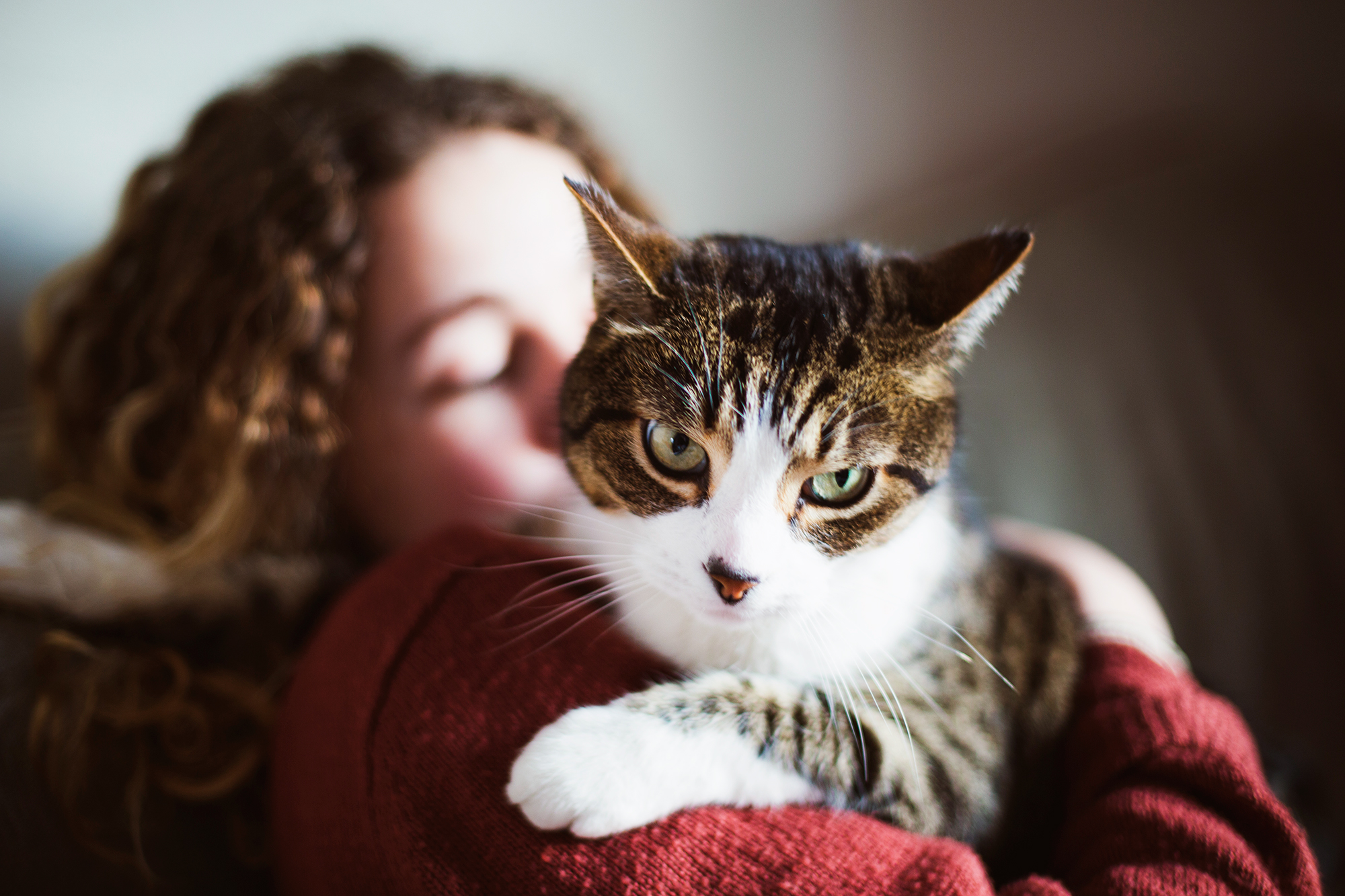 new Zealand cat ban