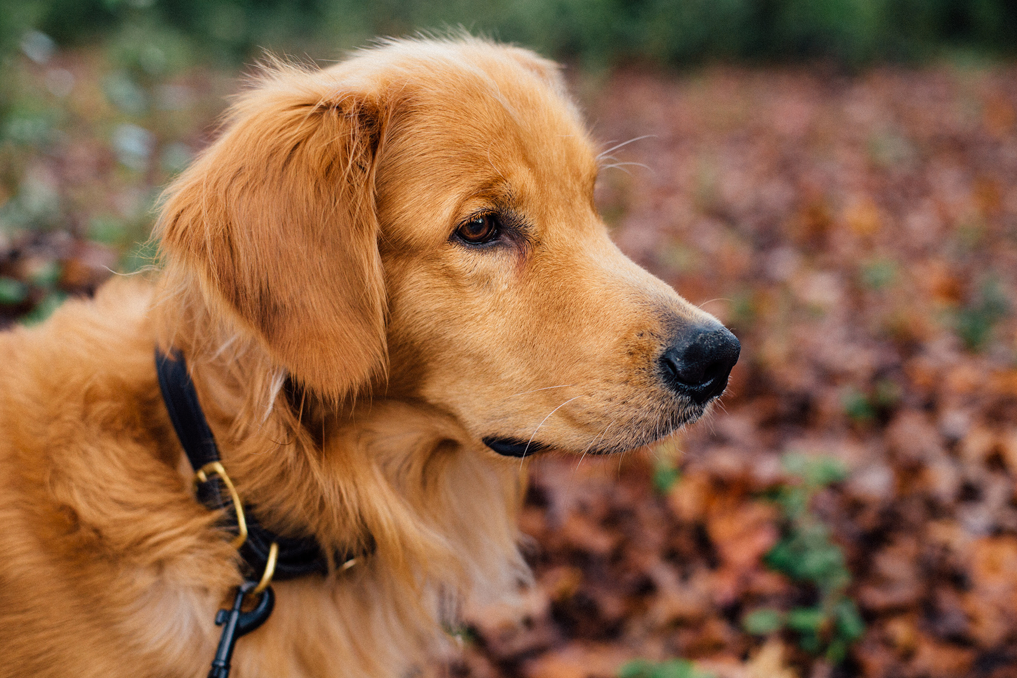How Prepared Are You and Your Pet for a Natural Disaster?