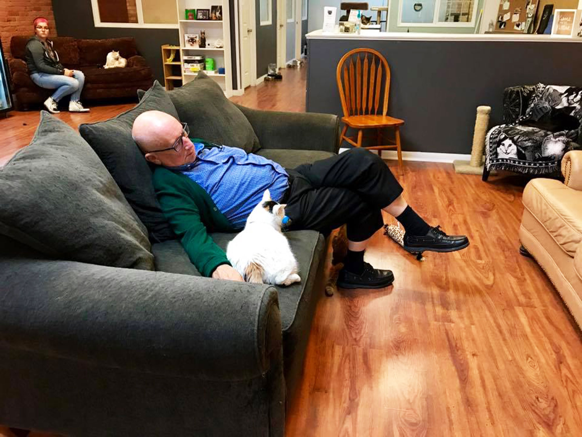 cat napper