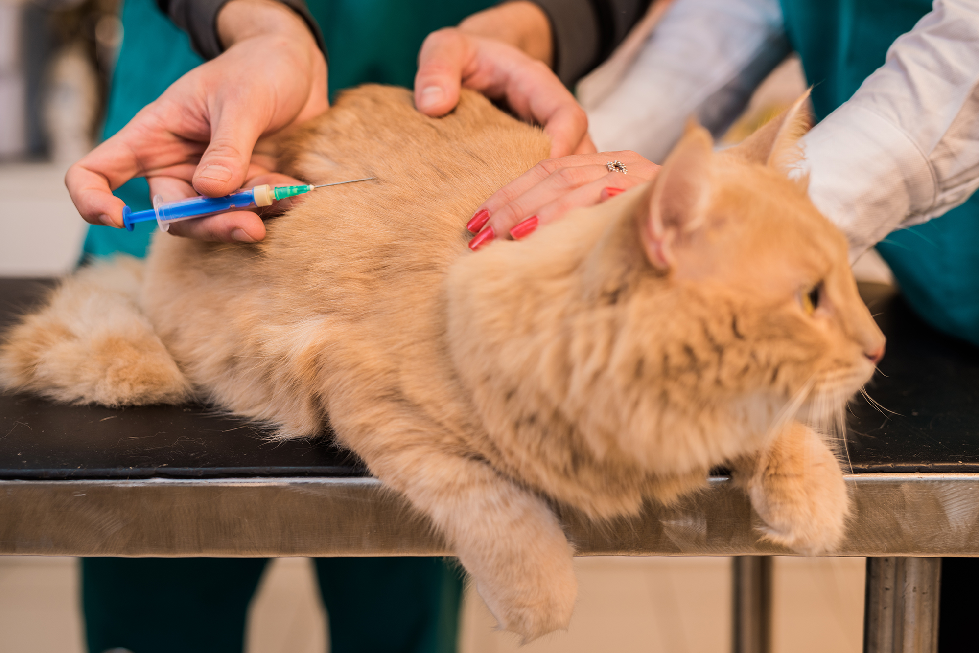 Young male cat receiving a vaccine.