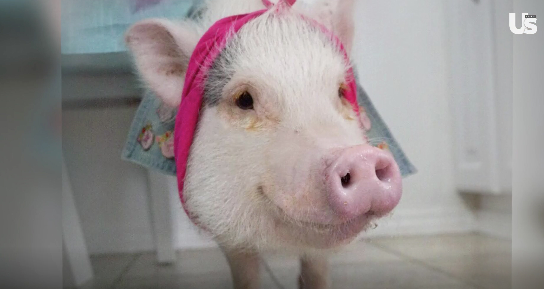 Hamlet the Piggy