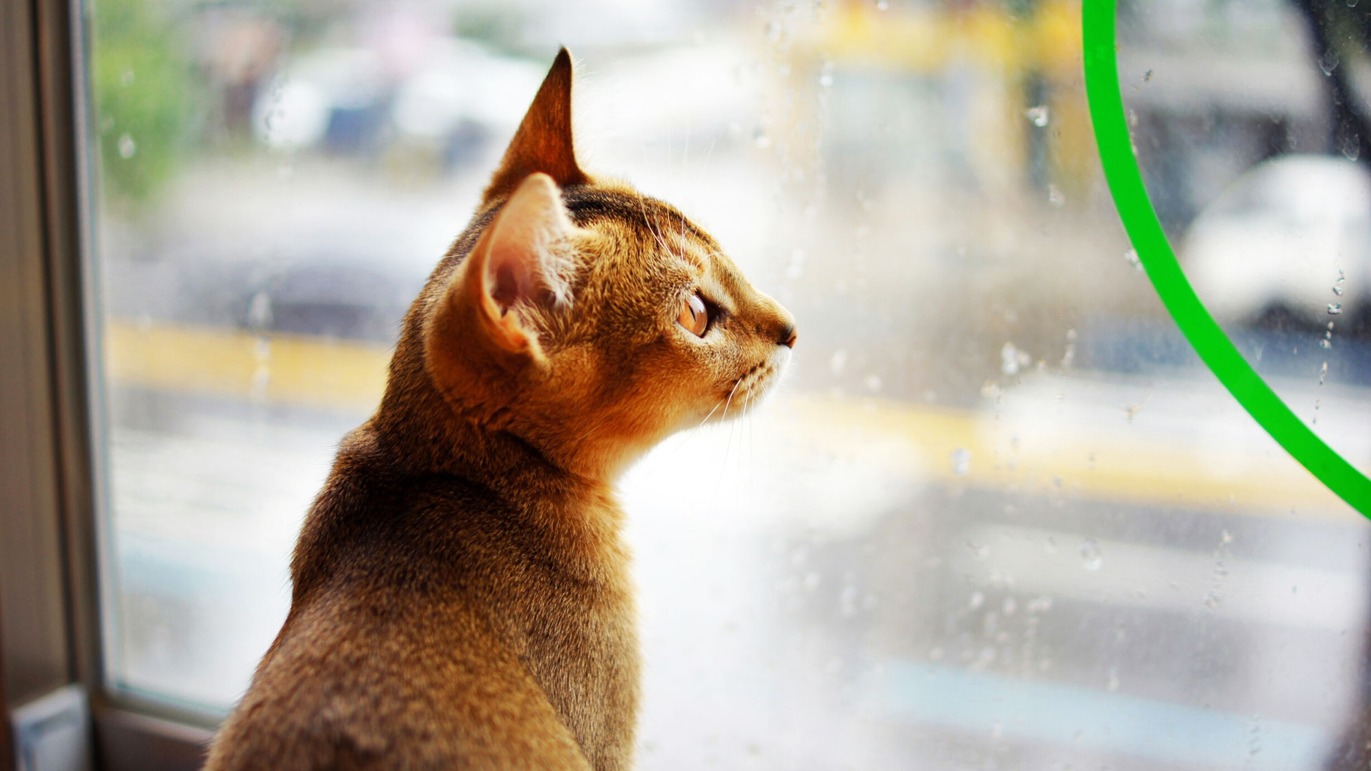 cat pets safe hurricane