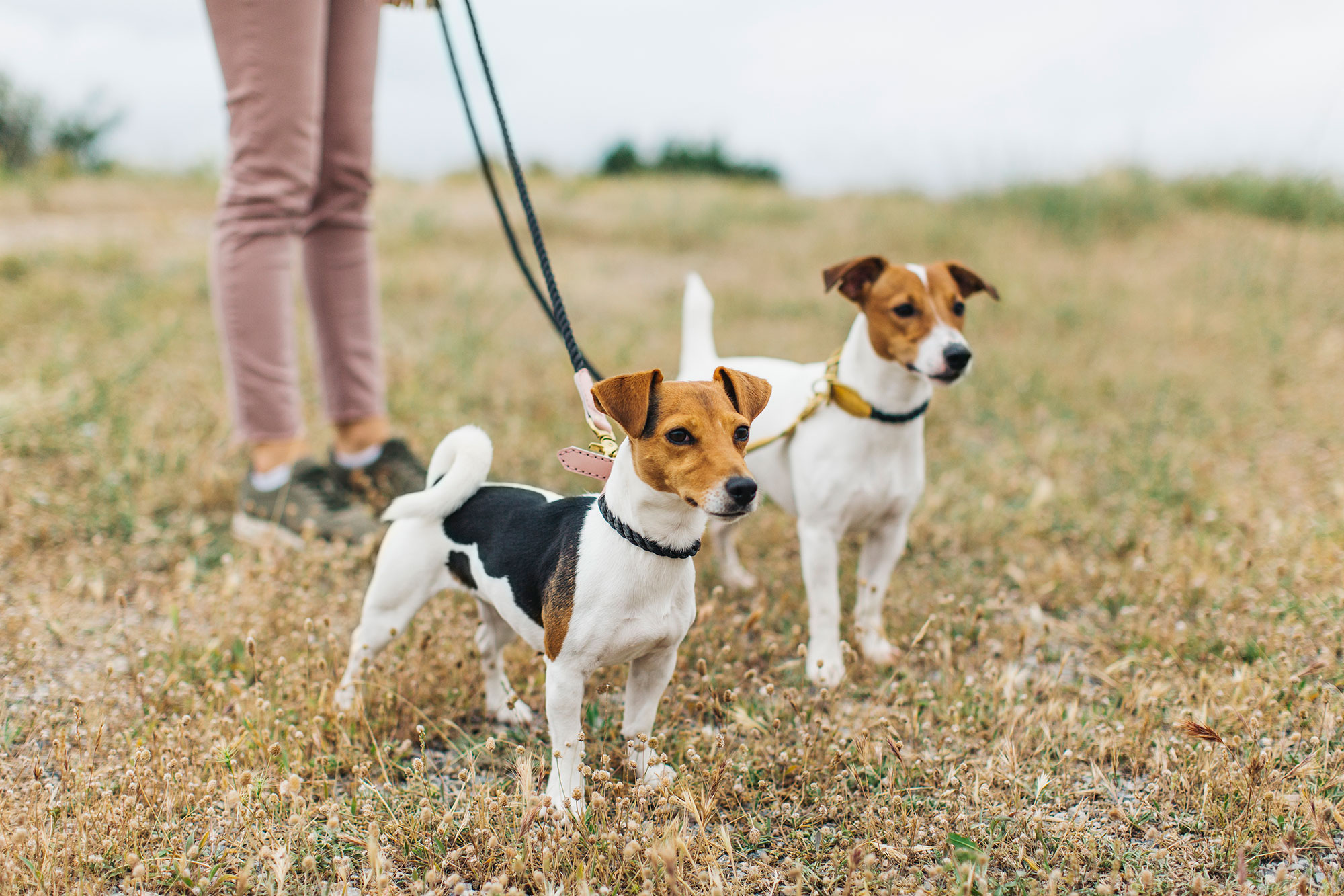 Dogs on a walk
