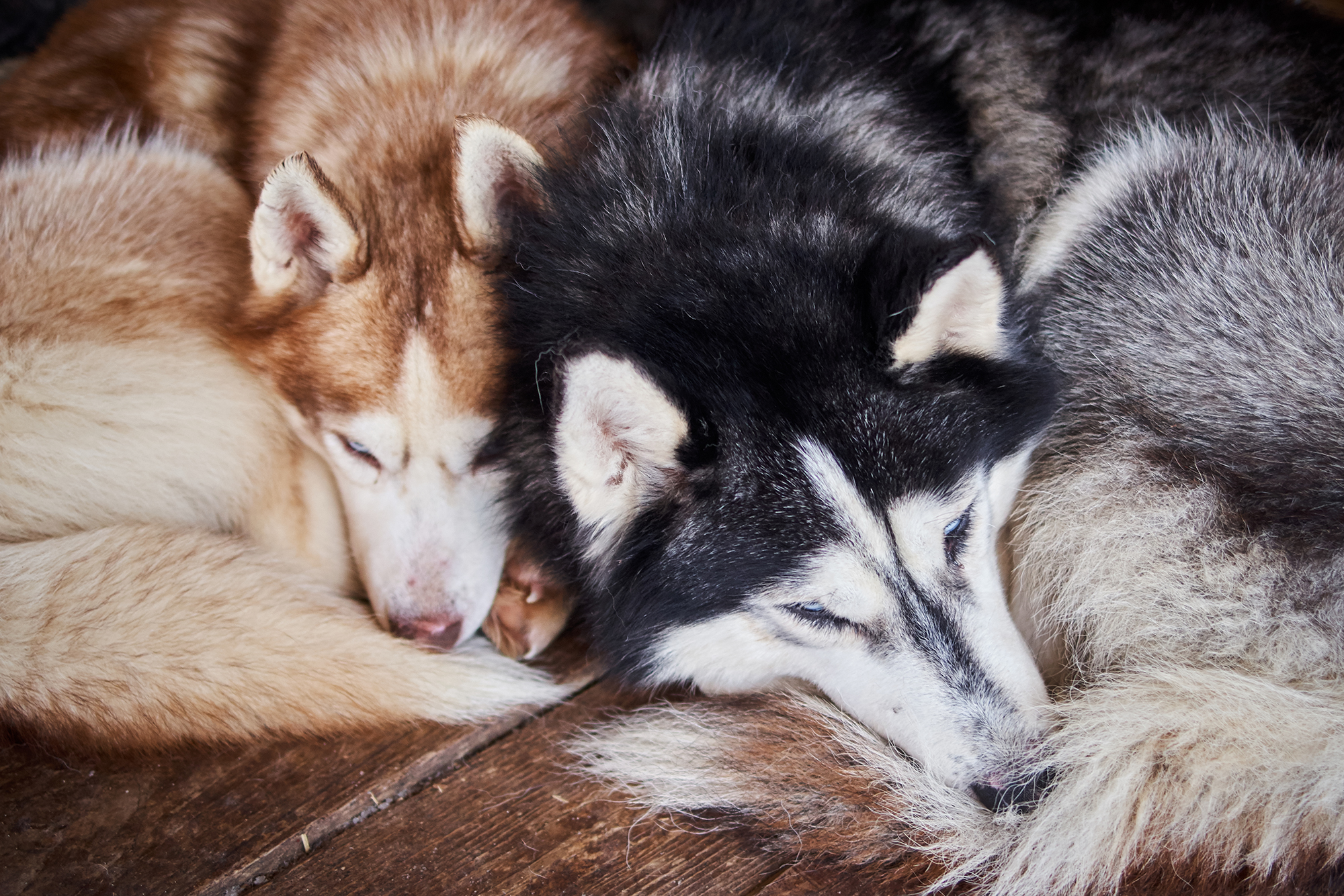 Thailand's True Love Husky Cafe Lets Customers Play With Puppies While They Eat