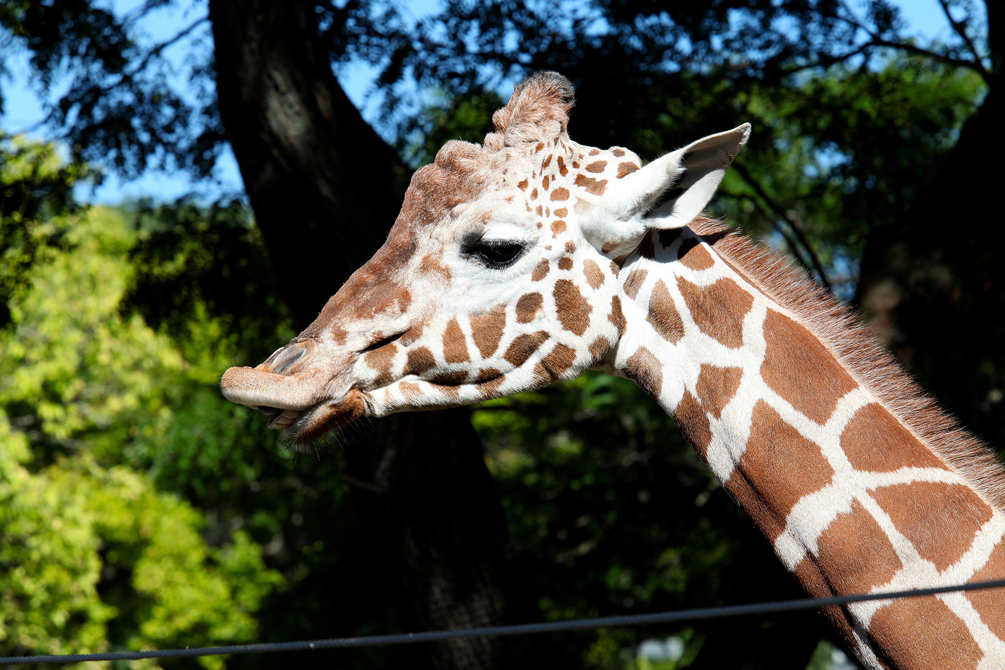 giraffee malibu wine