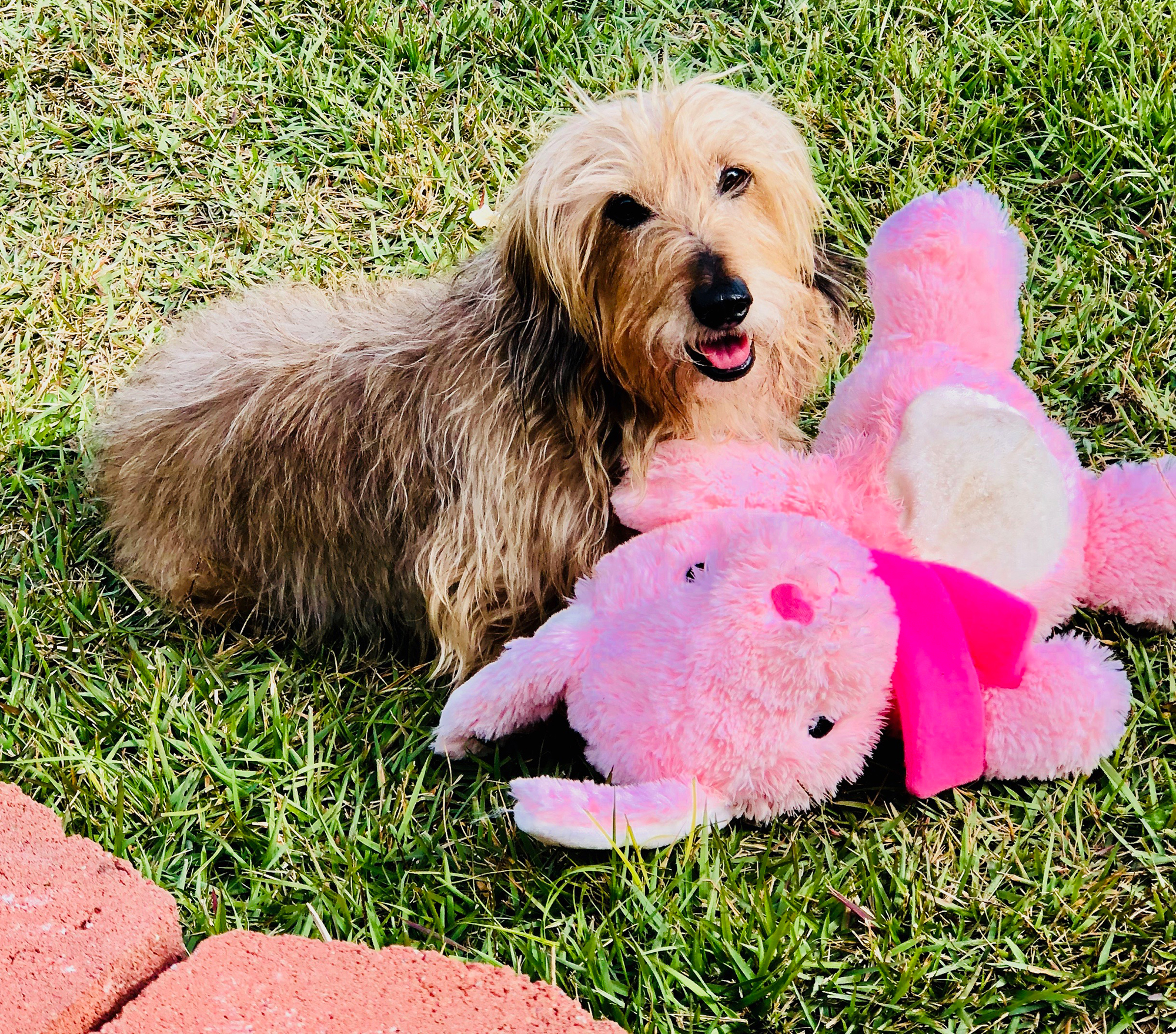 Senior Pets Who Will Make Your House a Home