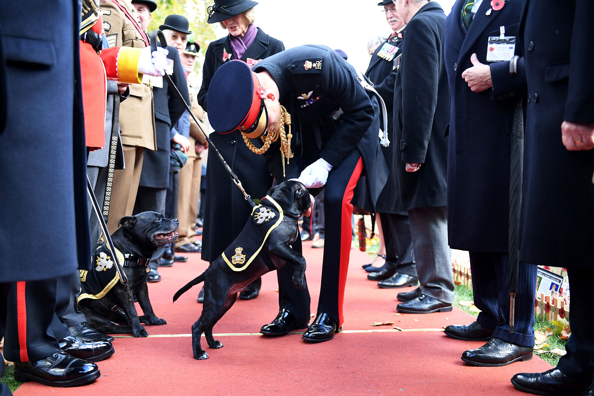 Prince Harry