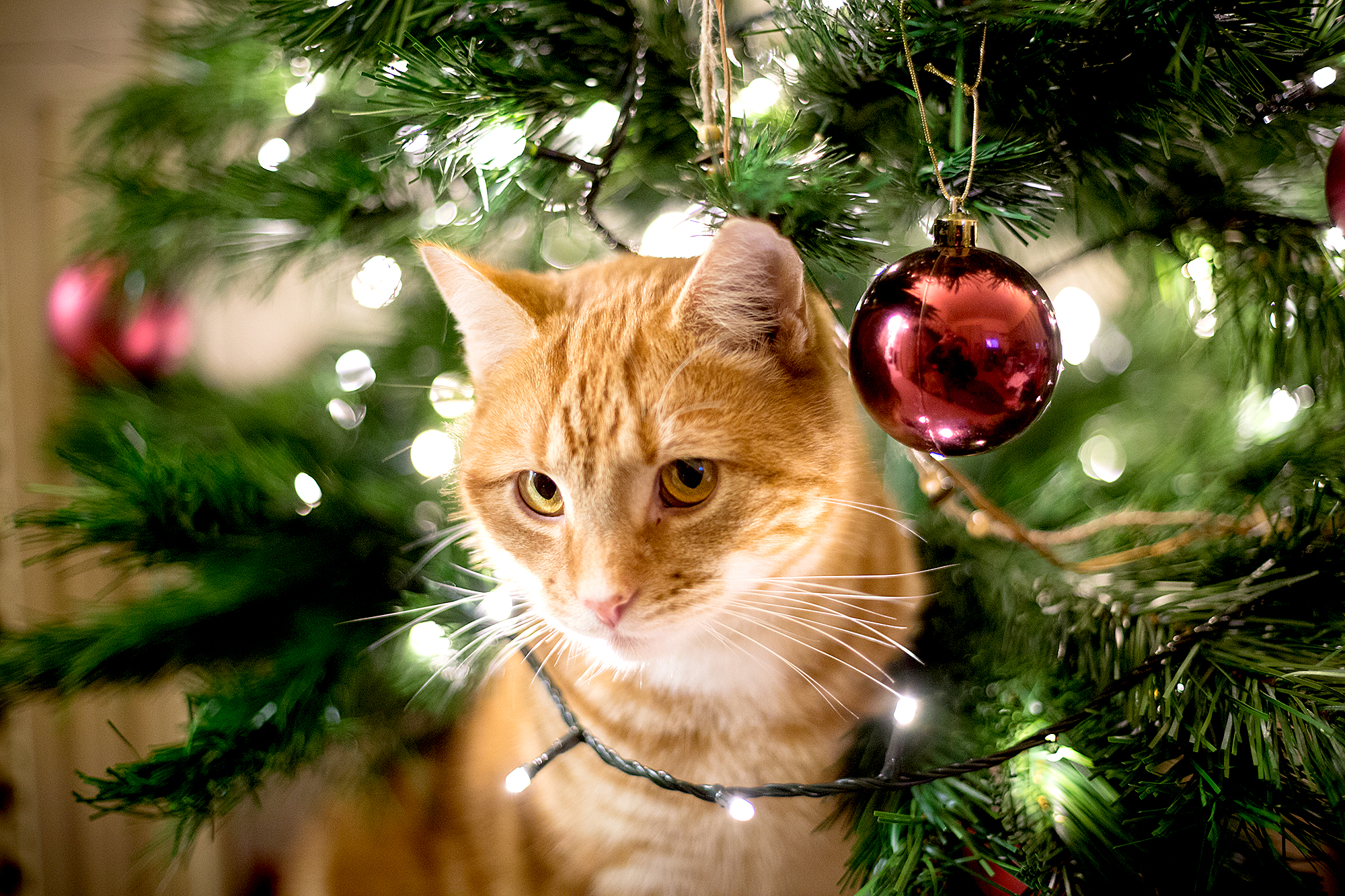 christmas-pets-hazards