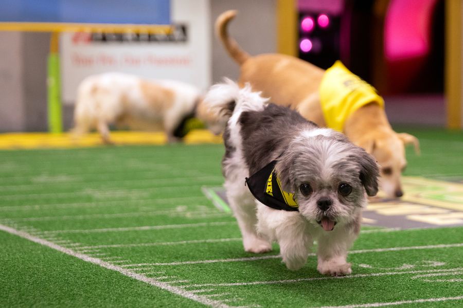 starting lineup puppy bowl 2019 animal planet