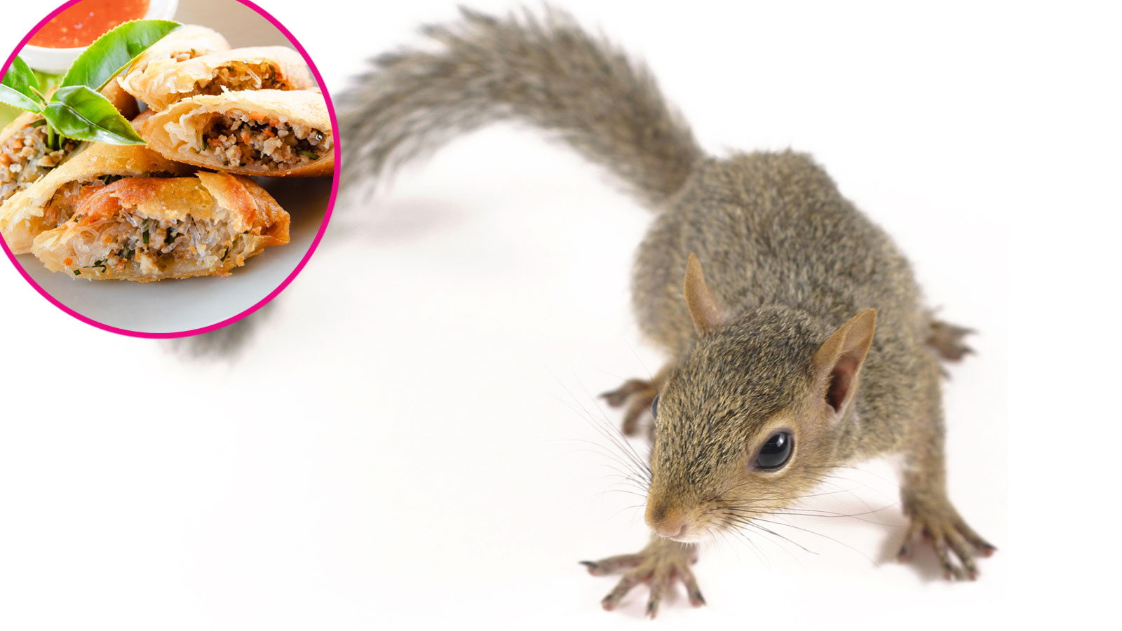Egg Roll Squirrel