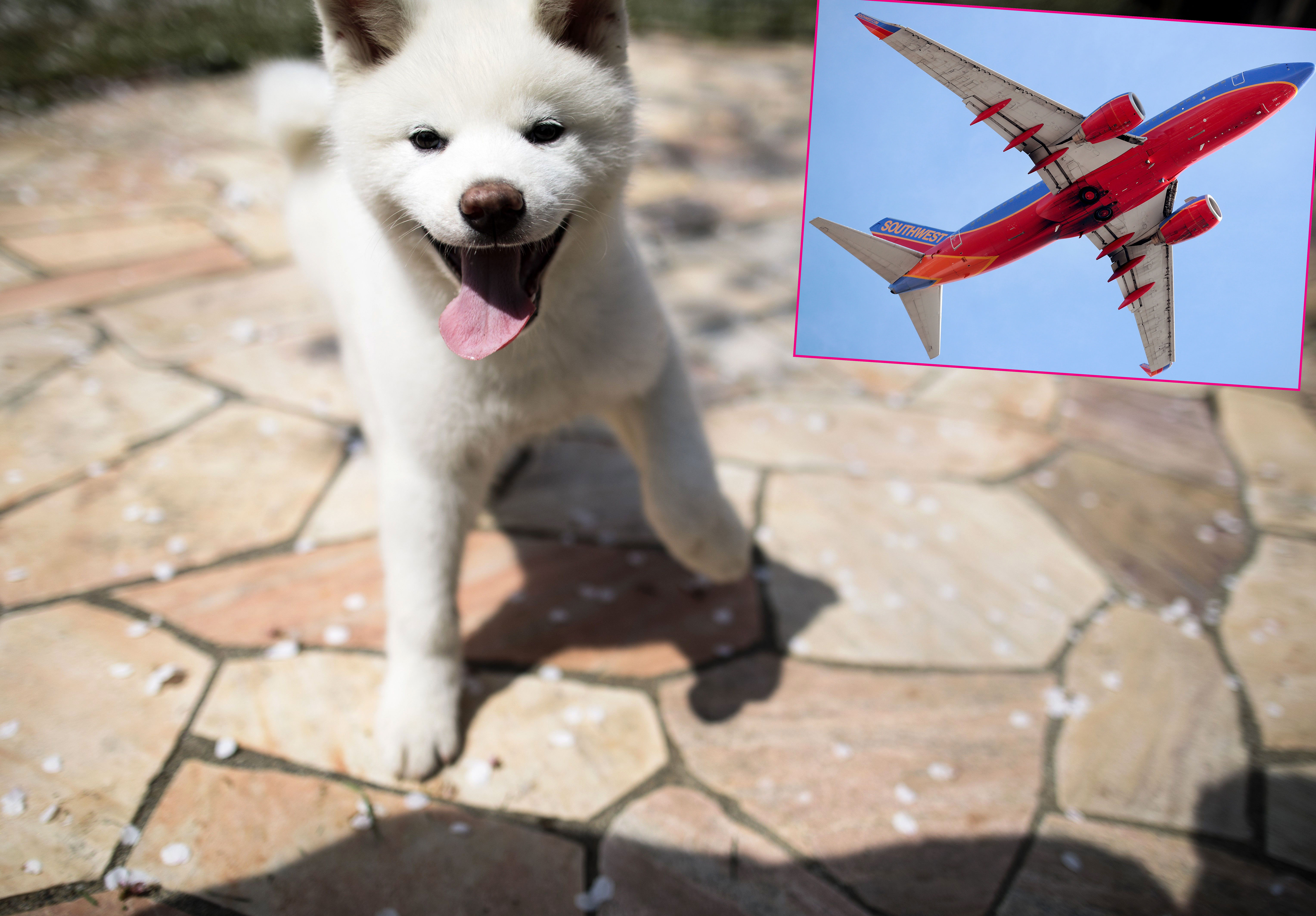 Southwest, American and More Airlines That Allow Puppies, Pets — and How to Travel With Them