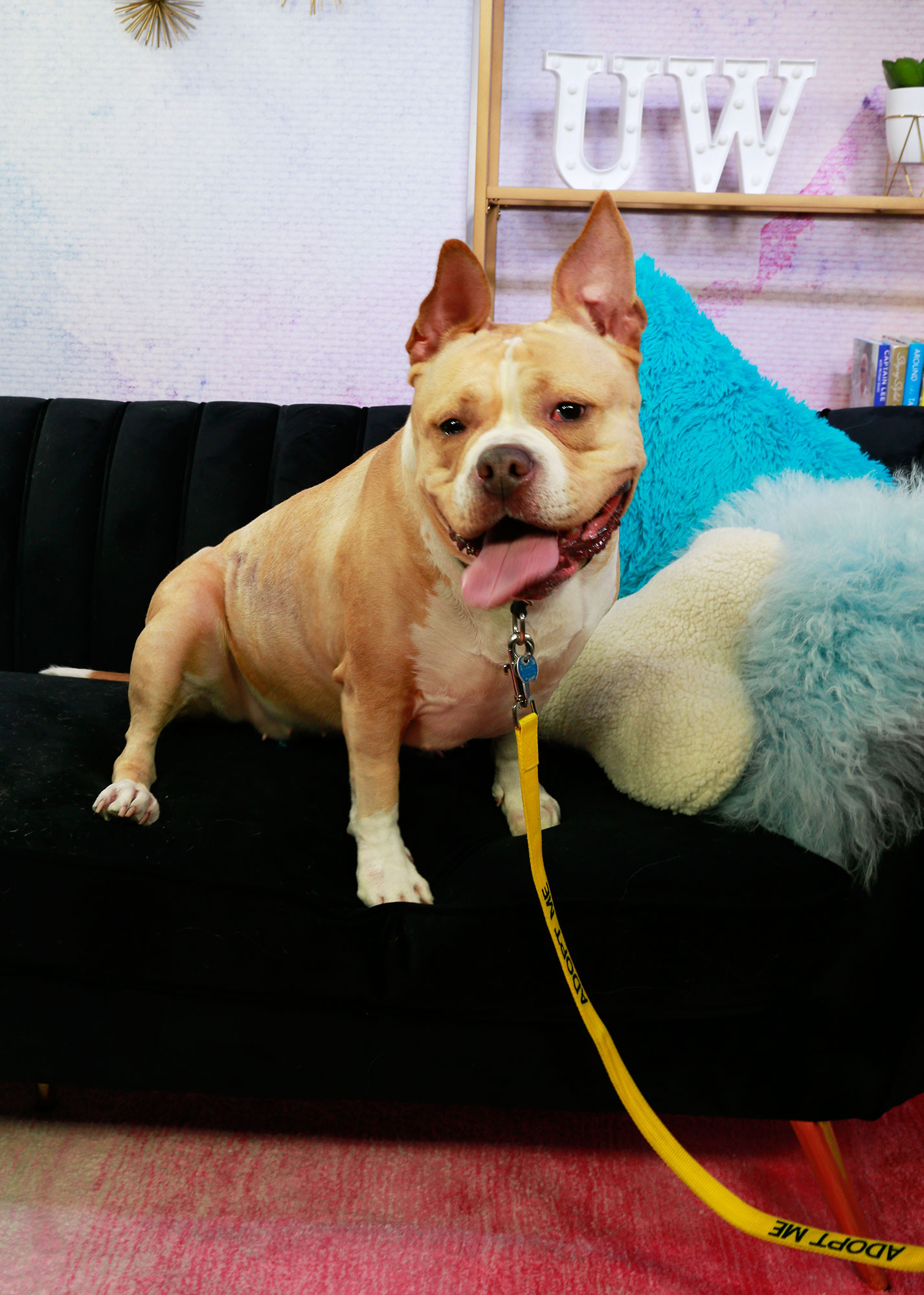 Meet Ruthie, a Senior Dog Who Needs a Furever Home