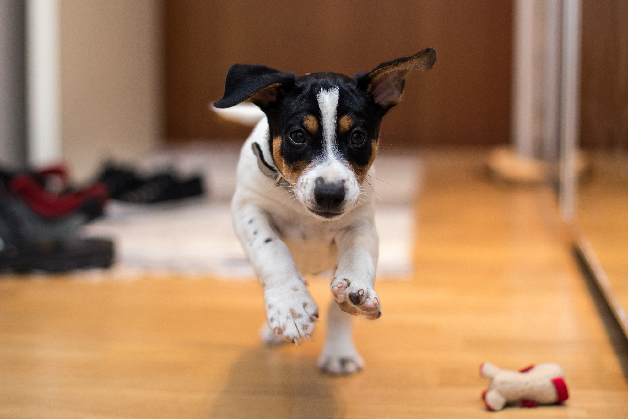 Dogs' Personalities Change Over Time to Mimic Their Owners, New Study Says