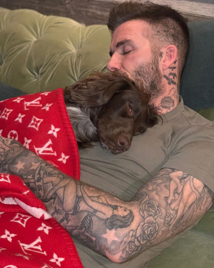 David-Beckham-dog