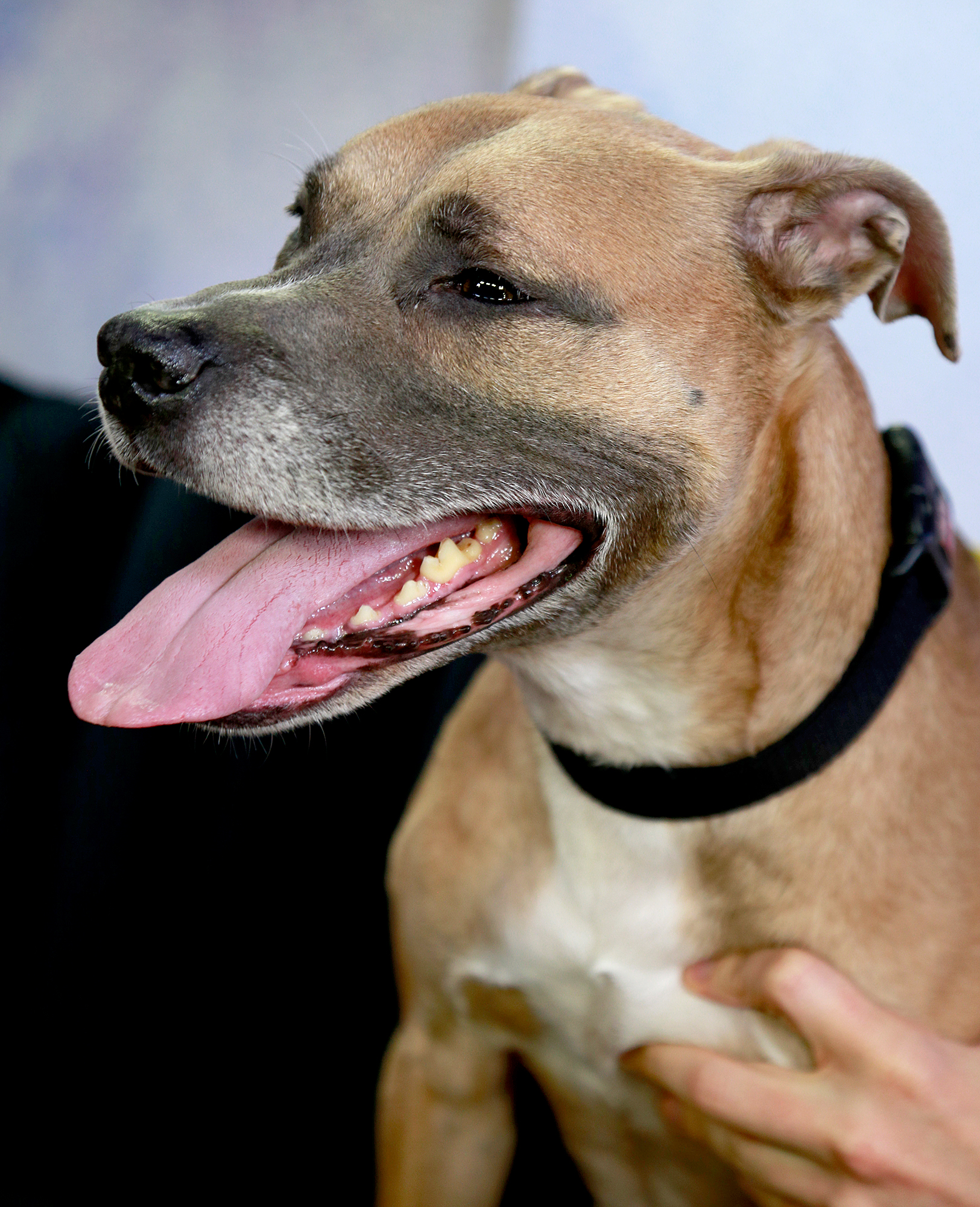 Ginelle