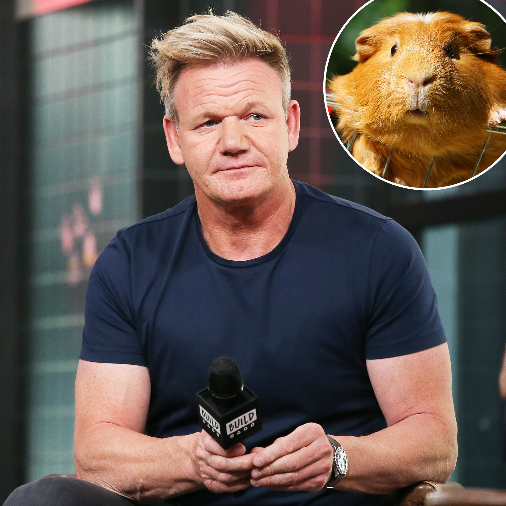 Gordon Ramsay Under Fire for Saying Guinea Pigs Are Delicious