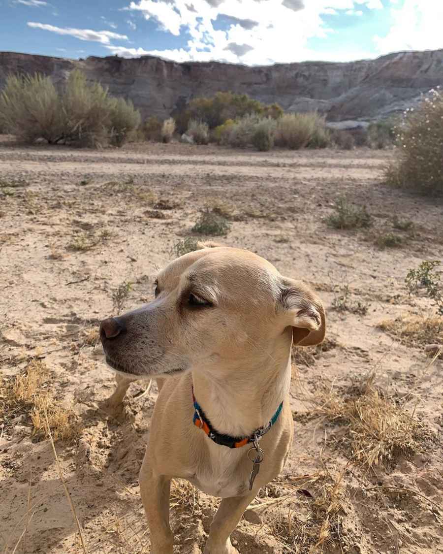 Miley Cyrus Hikes and Gets Massage With Her Dog Bean