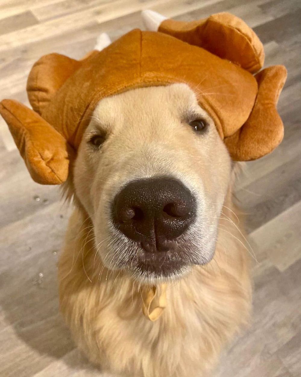 Adorable Golden Retriever Channels Joey from ‘Friends’ Thanksgiving Episode