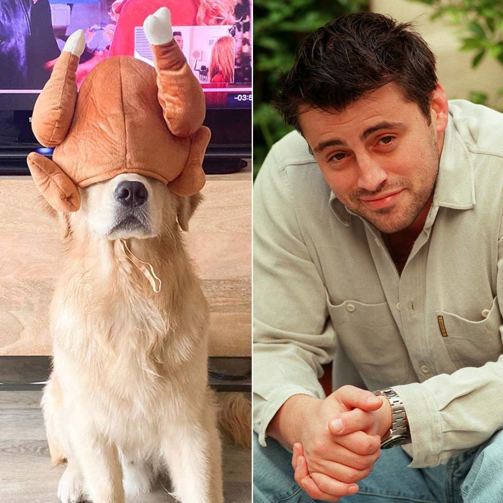 Adorable Golden Retriever Channels Joey from ‘Friends’ Thanksgiving Episode