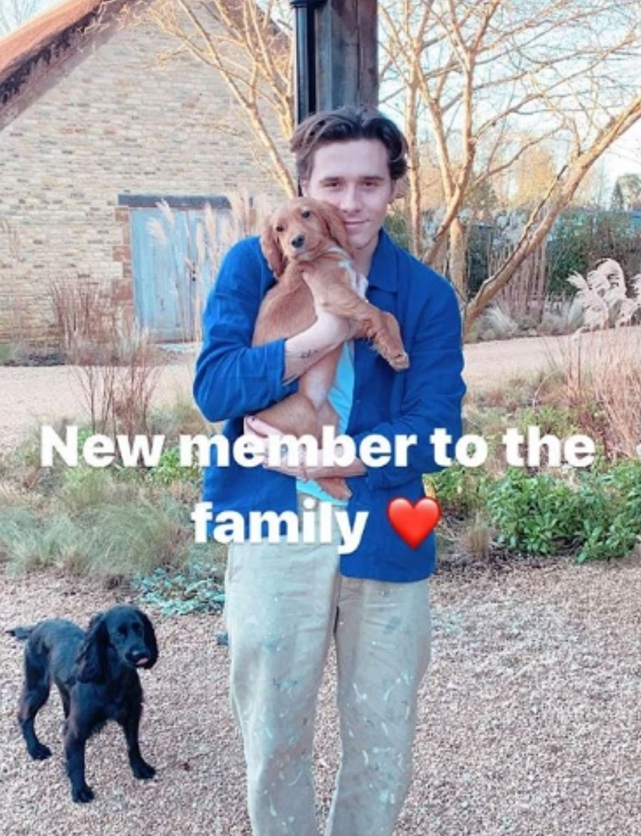 Beckham Christmas 2019 New Dog