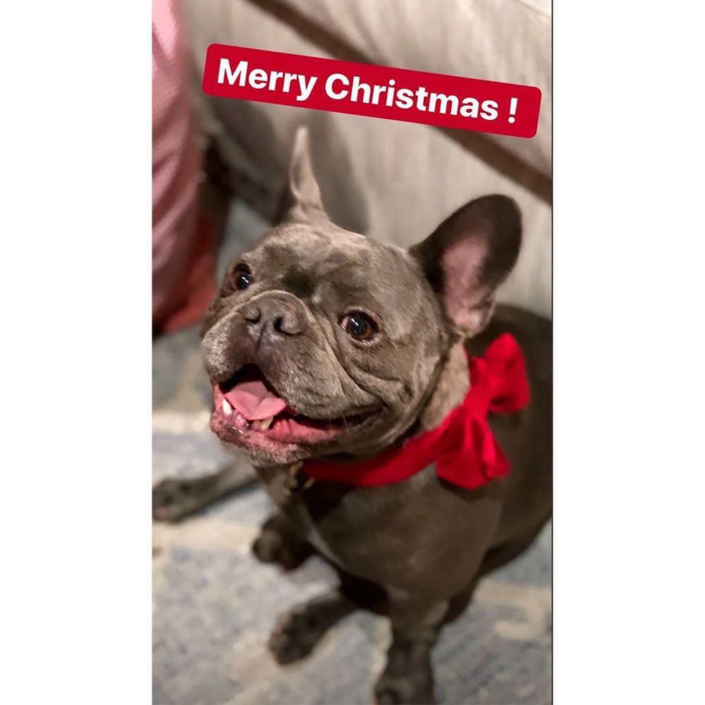 Reese Witherspoon's Bulldog Celebrates His First Christmas