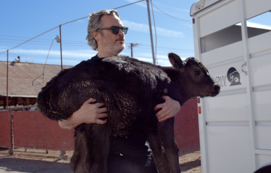 Joaquin Phoenix Rescues Cow Her Newborn Calf After Moving Oscars Speech