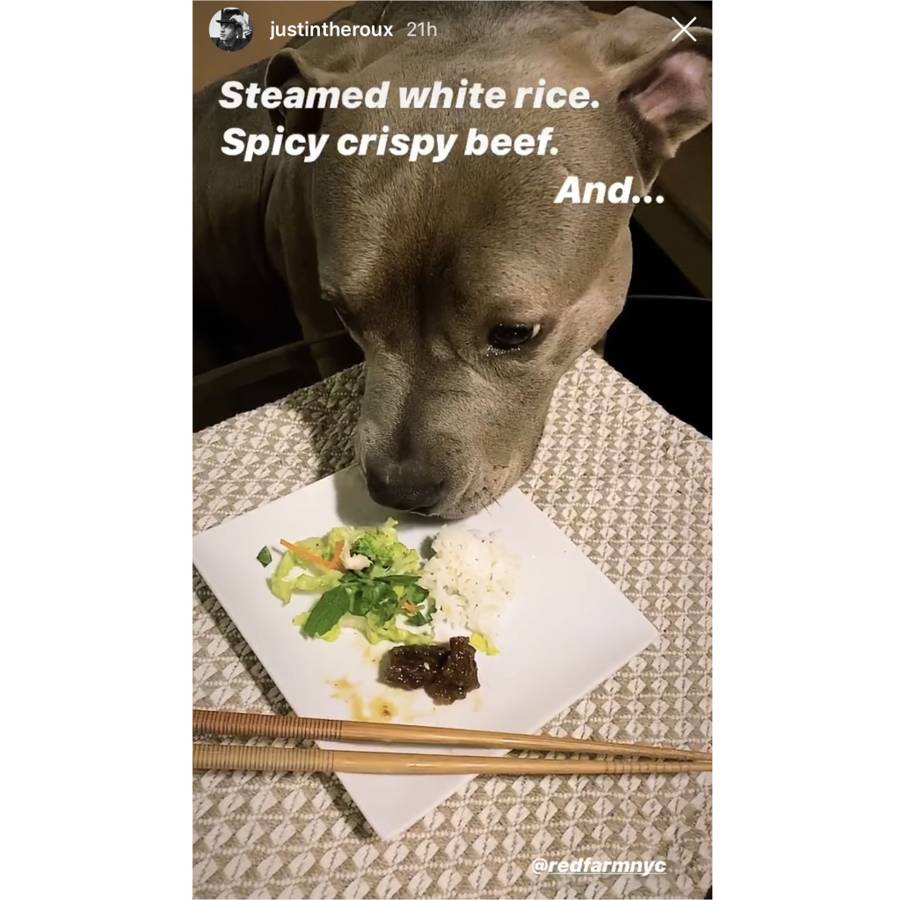 Chinese Food for Two Fancy Dinners Justin Theroux Has Had With His Dog Kuma Quarantine