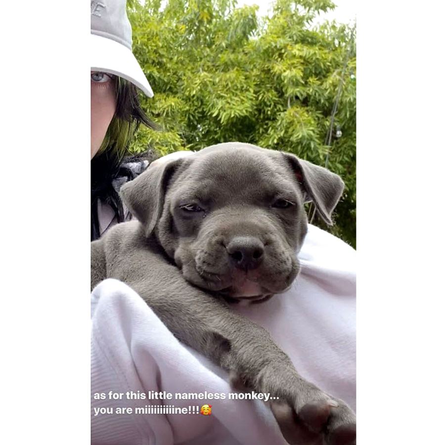 Stars Who Are Adopting Fostering Pets During Their Coronavirus Quarantine Billie Eilish