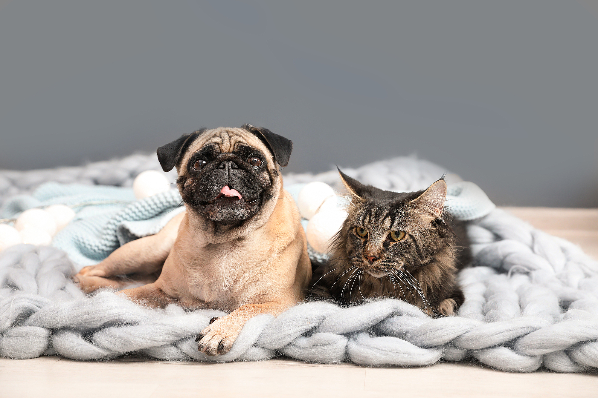 happy-dog-and-cat