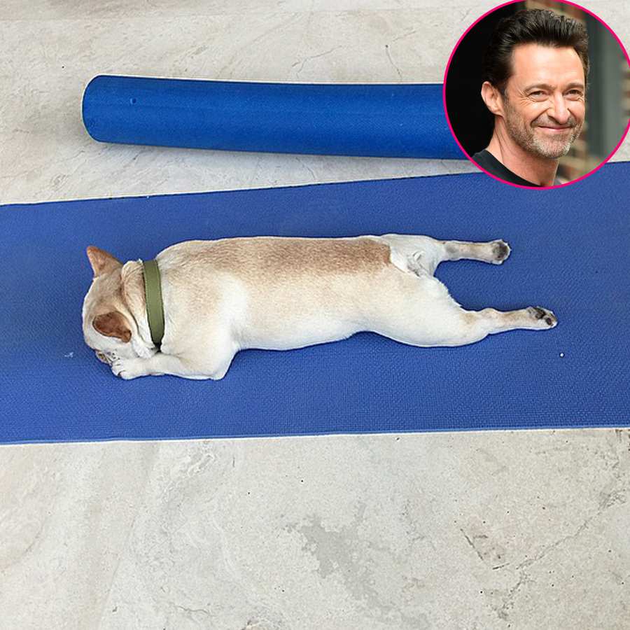 Stars Who Work Out With Their Pets